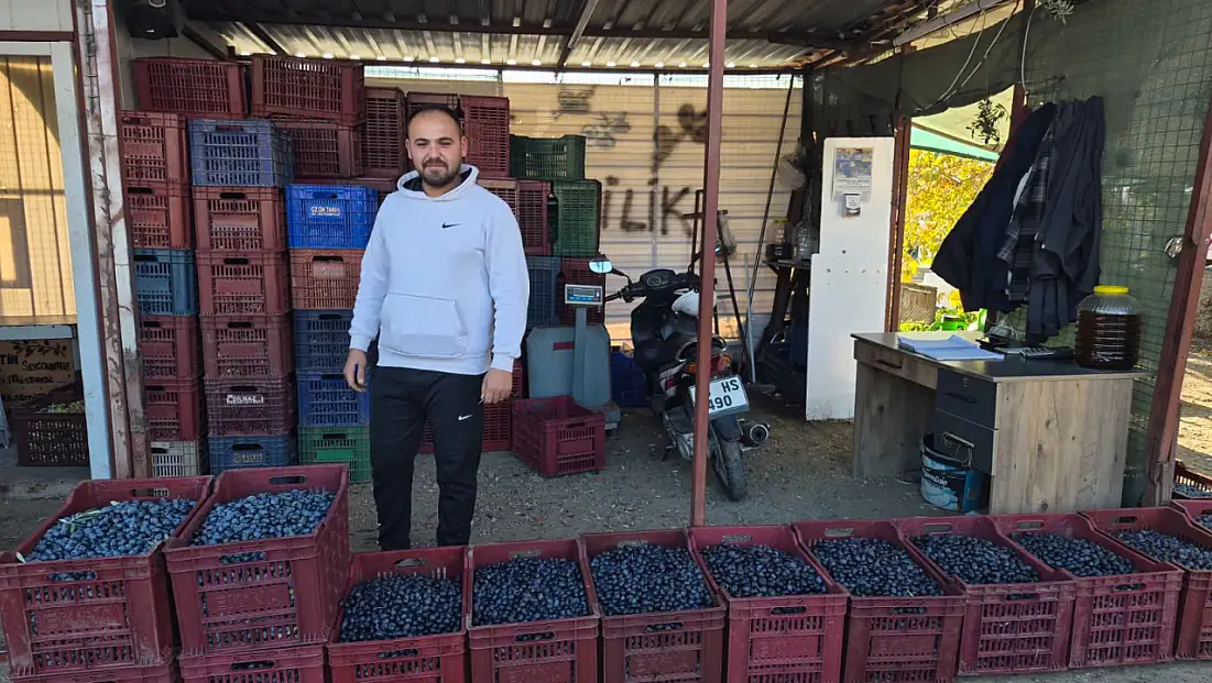 Fethiye’de zeytin alımı sezonu sona yaklaşıyor
