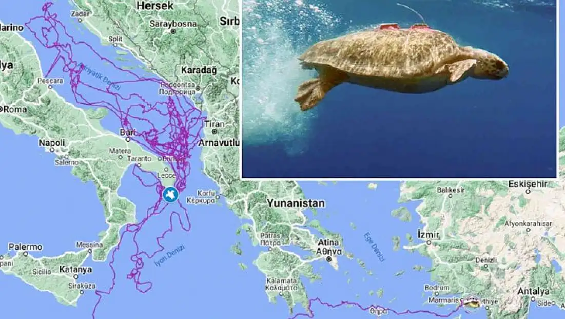 CARETTA CARETTA ’TUBA’, 3 YILDA 17 BİN 500 KİLOMETRE YOL KAT ETTİ