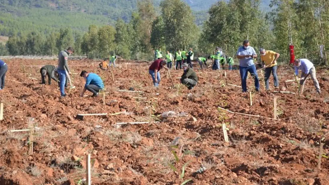 11 Kasım milli ağaçlandırma gününde 252 milyon fidan