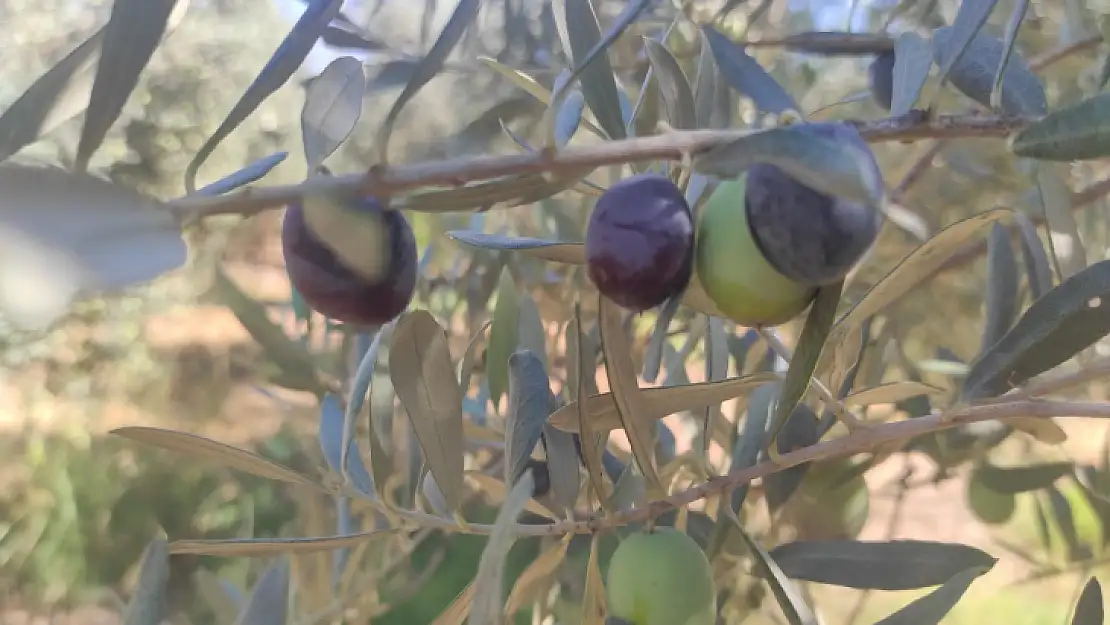 Akan, 'Zeytin fiyatları yükselecek'