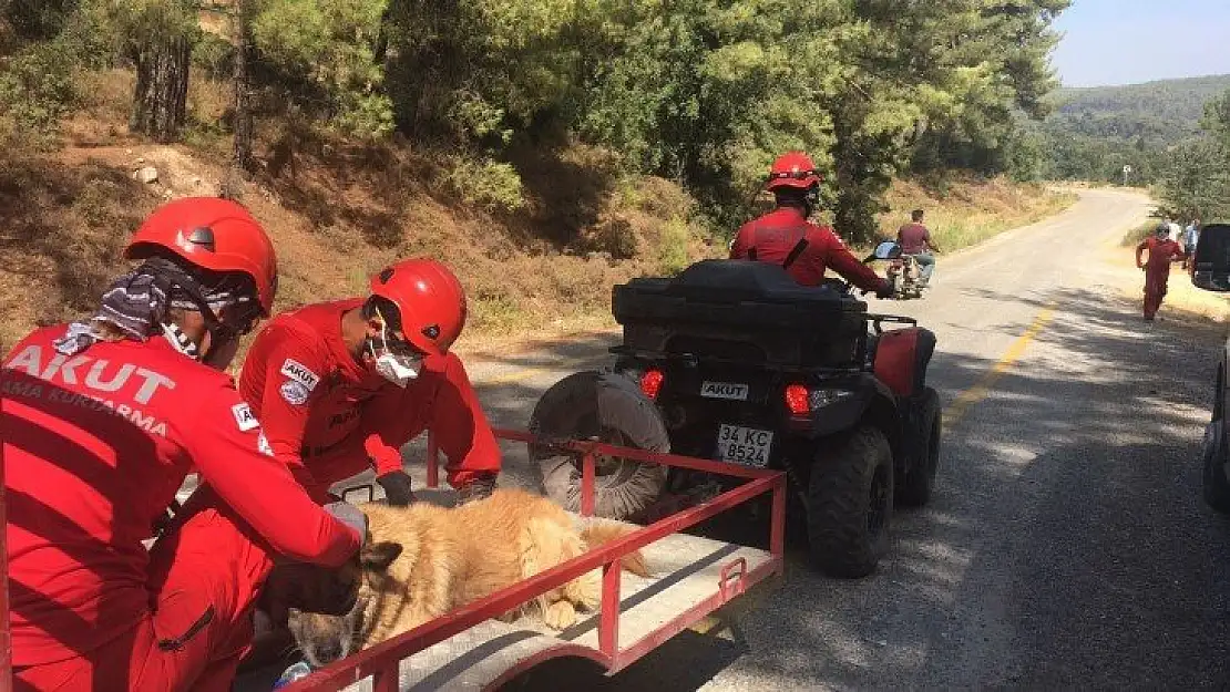 AKUT, Muğla'dan sonra Aydın Çine'de orman yangınlarına müdahale için operasyonda