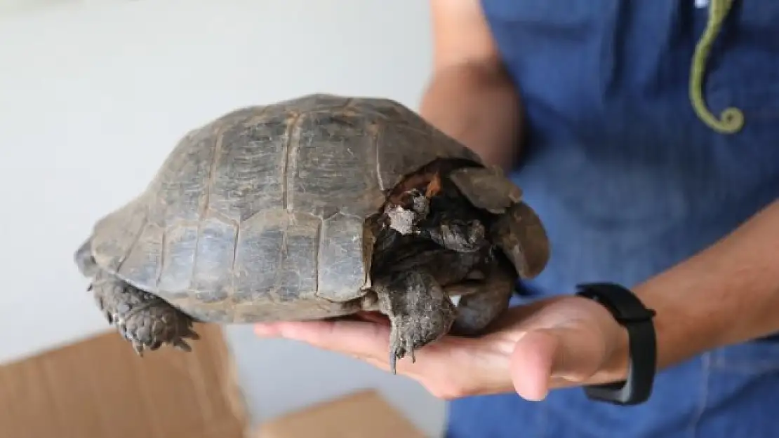 Belediye Bakımevinde Yabani Hayvanların Tedavisi