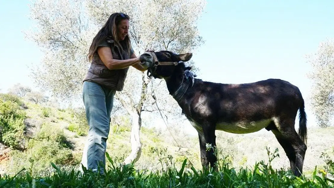 Belediye ekiplerince tedavisi tamamlanan eşek sahiplendirildi