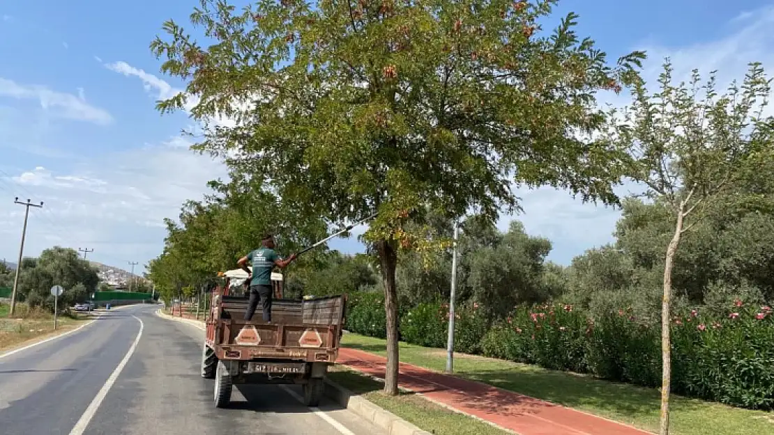 Belediyeden mevsimsel bakım çalışmaları devam ediyor