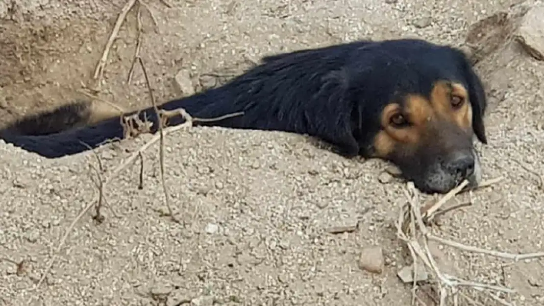 Bodrum'da 3 köpeği kamyonete bindirip götürdüler