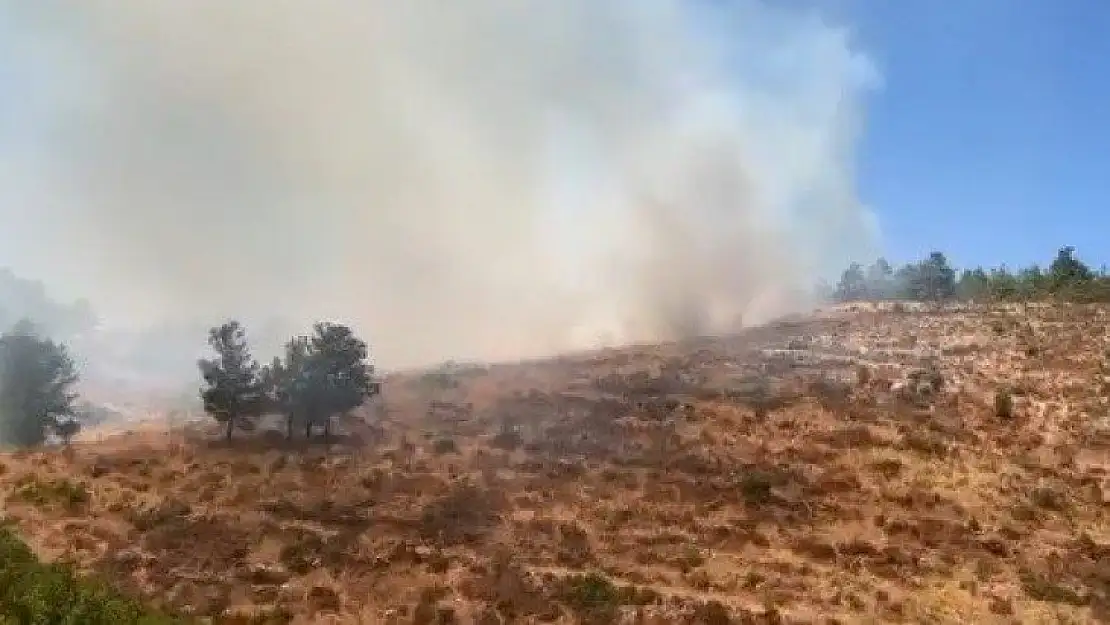 Bodrum'da orman yangını