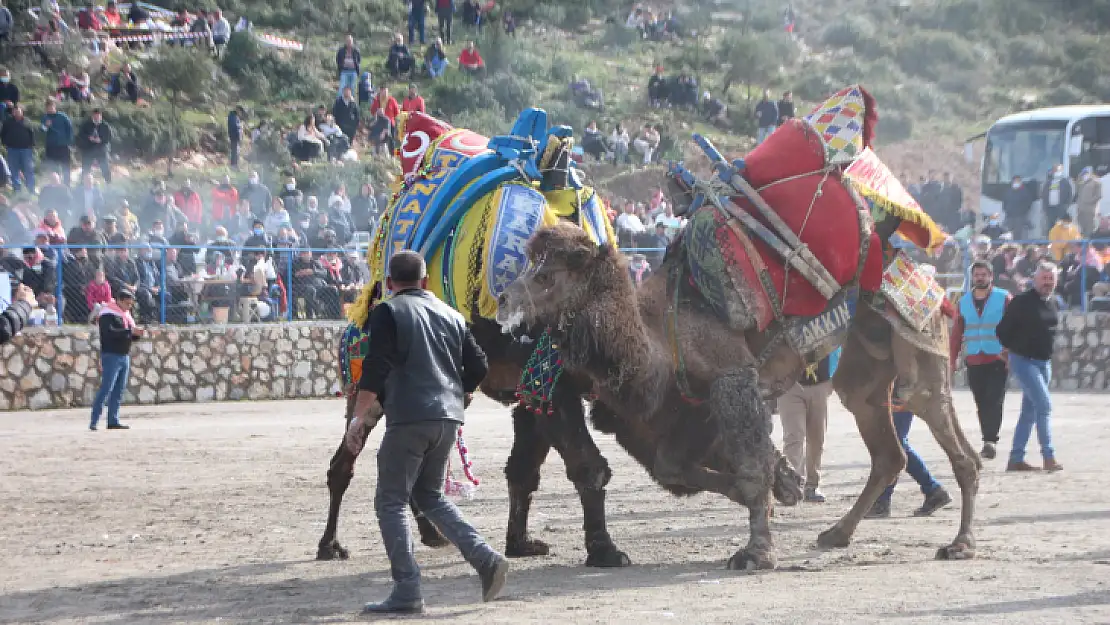 Bodrum Deve Güreşi Festivali İçin Geri Sayım