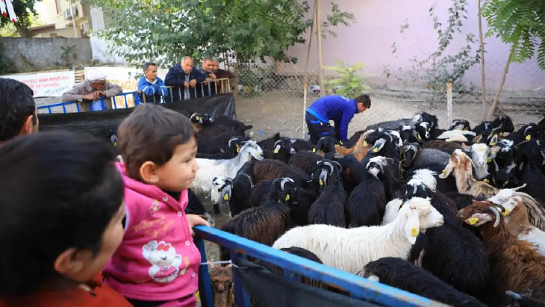 Büyükşehir'in Kıl Keçisi desteği 3 ilçede devam ediyor