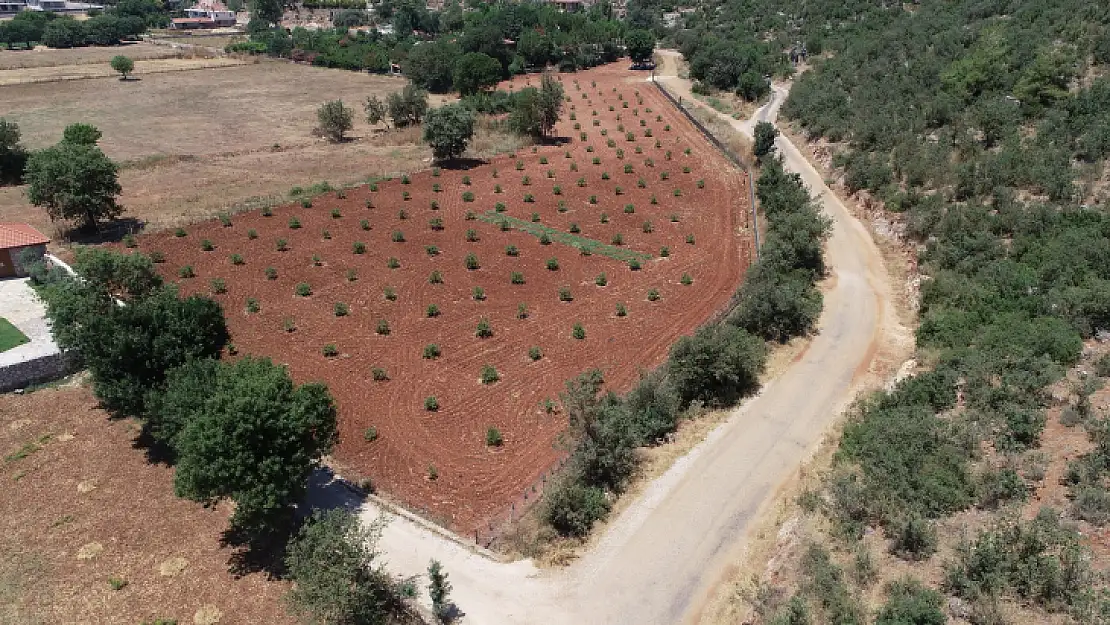 Büyükşehir Muğla'da 228 Bin 400 Ağacı Toprakla Buluşturdu