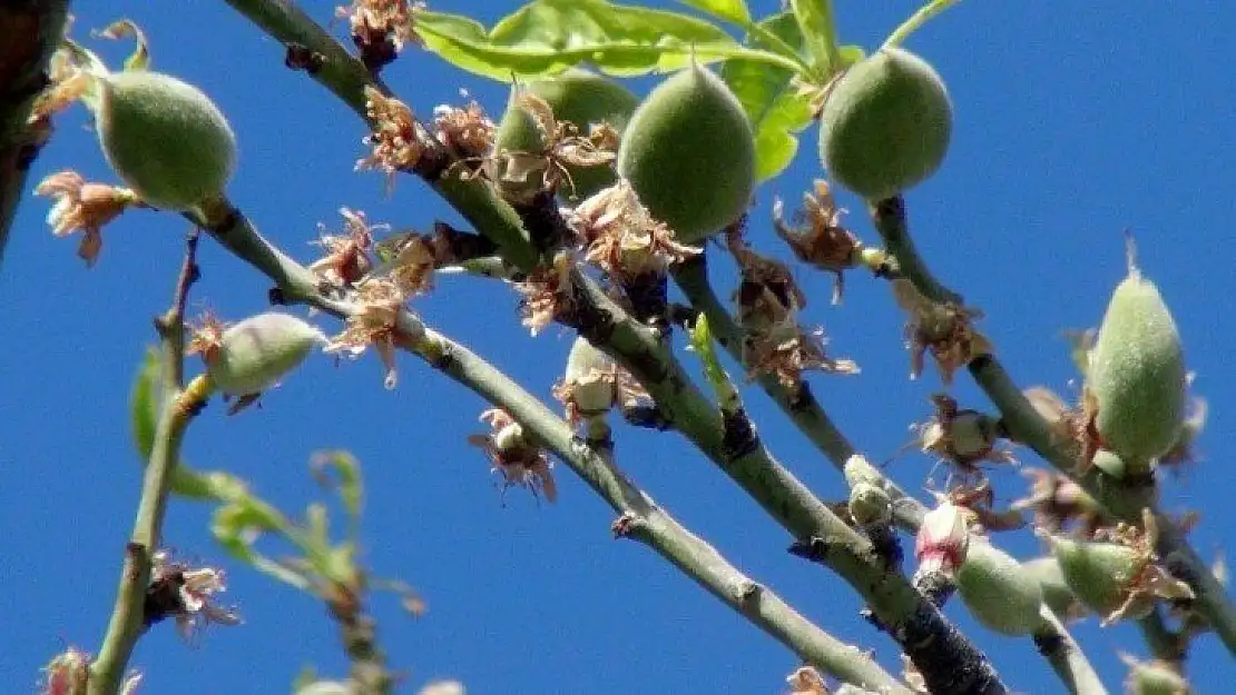 Çağla-badem hasadı başlıyor