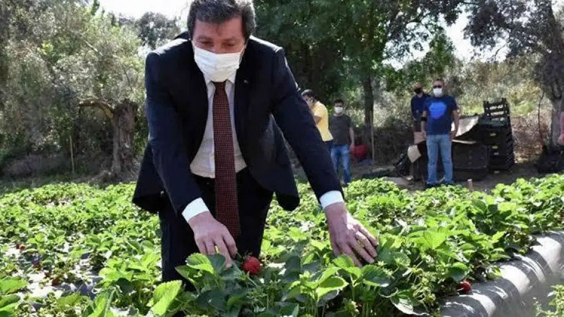 Çilek, kırsal ailelerin geçim kaynağı oldu