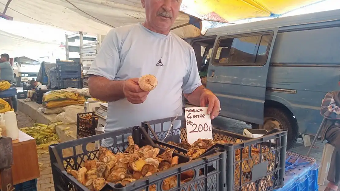 Çıntar Mantarı Fethiyelilerin ilgi odağı