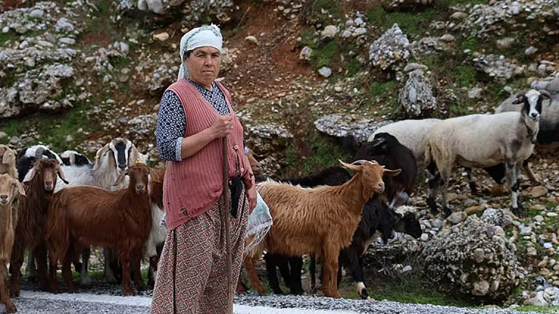 Çobanlık Mesleği De Unutulmaya Yüz Tuttu