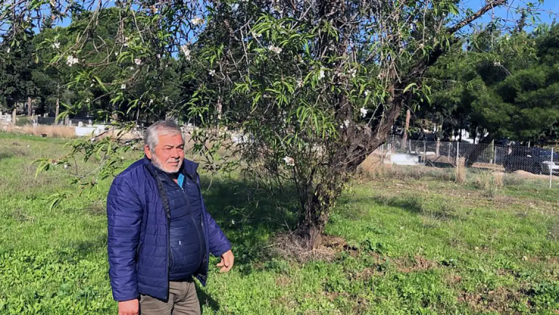 Datça'da Badem Ağaçları Çiçek Açtı