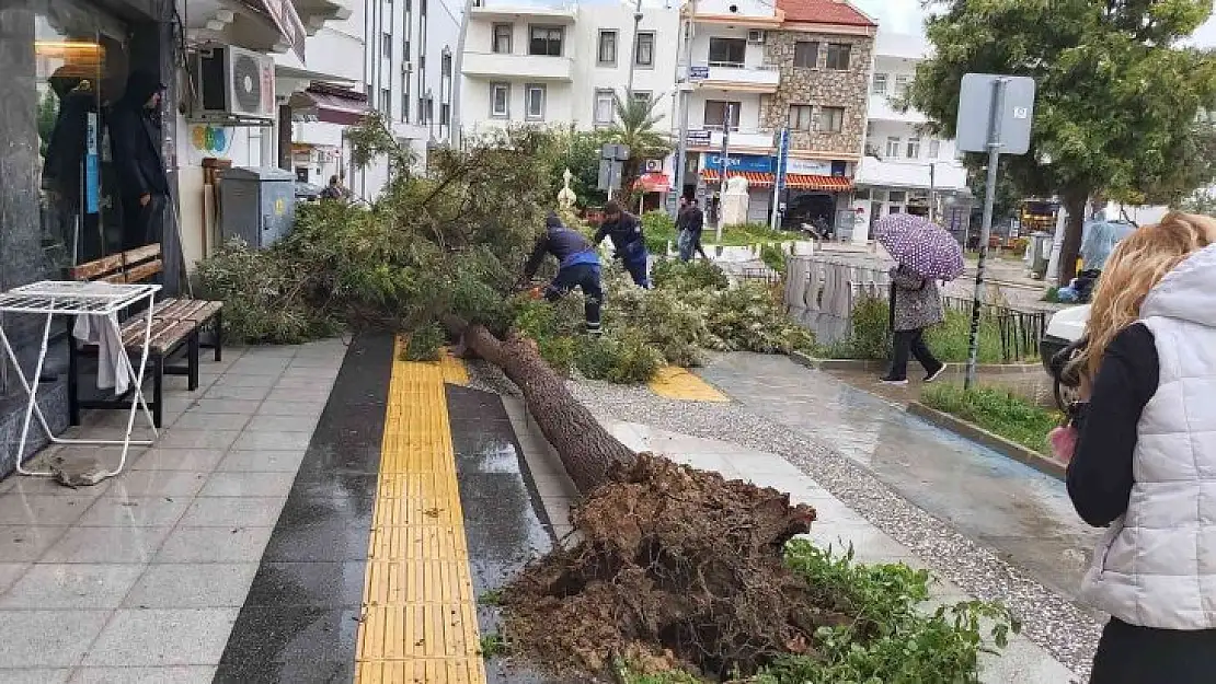 Datça'da çeyrek asırlık ağaç rüzgarın etkisi ile devrildi