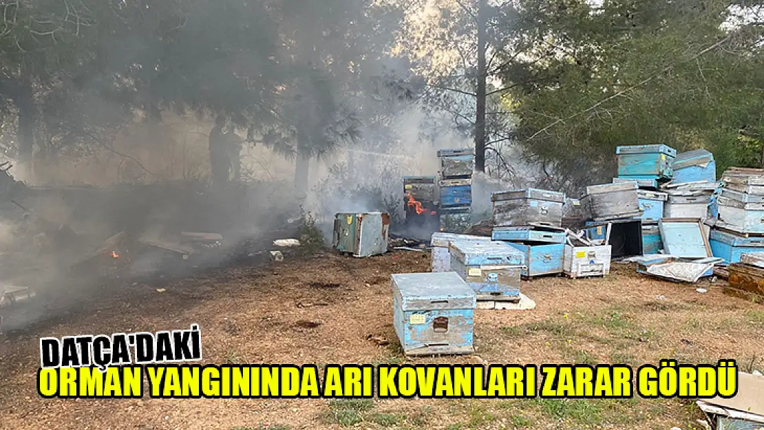 Datça'daki Orman Yangınında Arı Kovanları Zarar Gördü