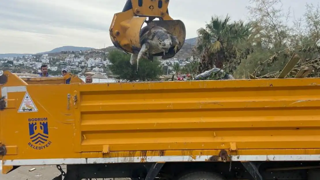 Deniz kaplumbağası sahile vurdu