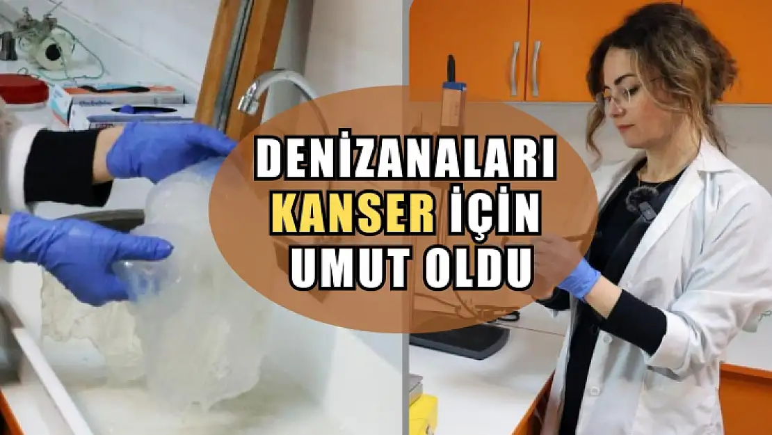 Denizanaları kanser için umut oldu