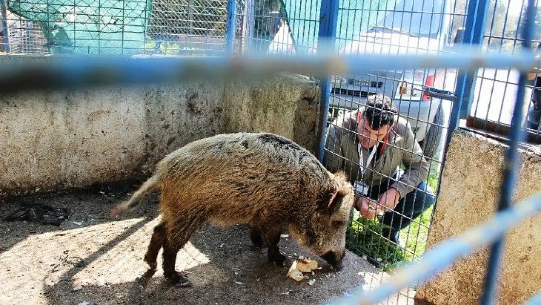 Domuz Ceyar'la belediye şoförünün dostluğu görenleri şaşırttı