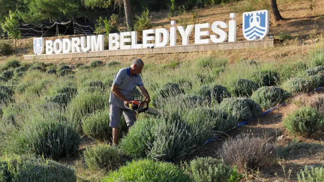 Etrim'de lavanta kokuları içinde hasat keyfi