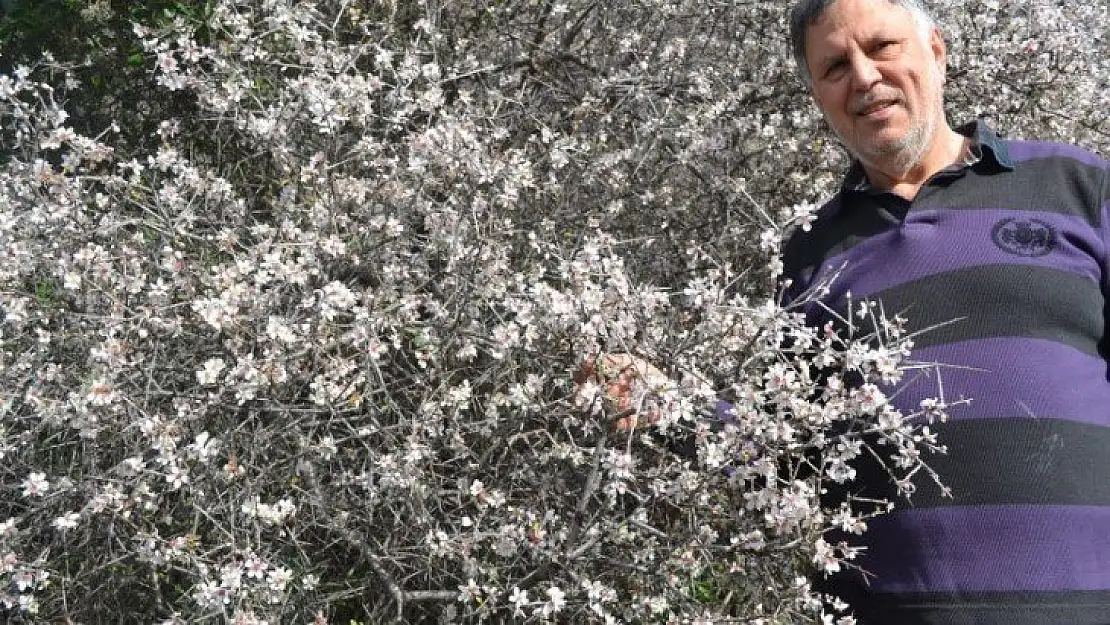 Fethiye'de bademler çiçek açtı