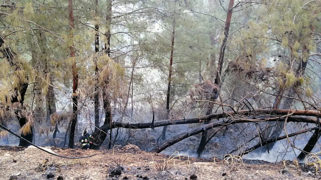 Fethiye'de orman yangını