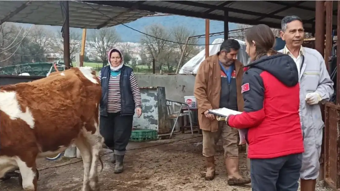 Fethiye'de şap hastalığı ile mücadele sürüyor