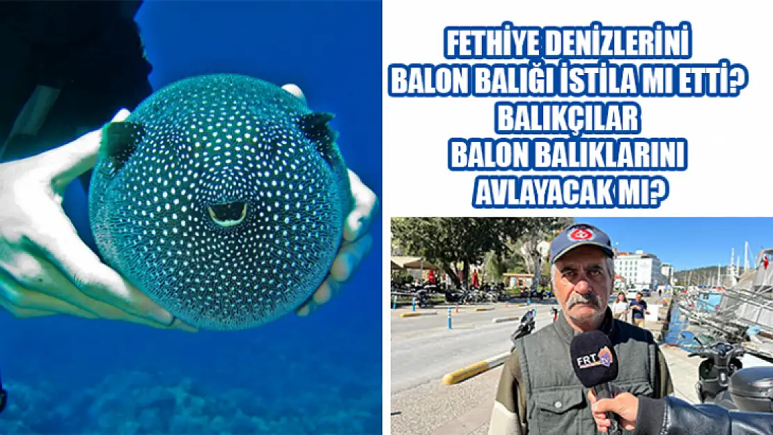 Fethiye Denizlerini Balon Balığı İstila Mı Etti? Balıkçılar Balon Balıklarını Avlayacak Mı?