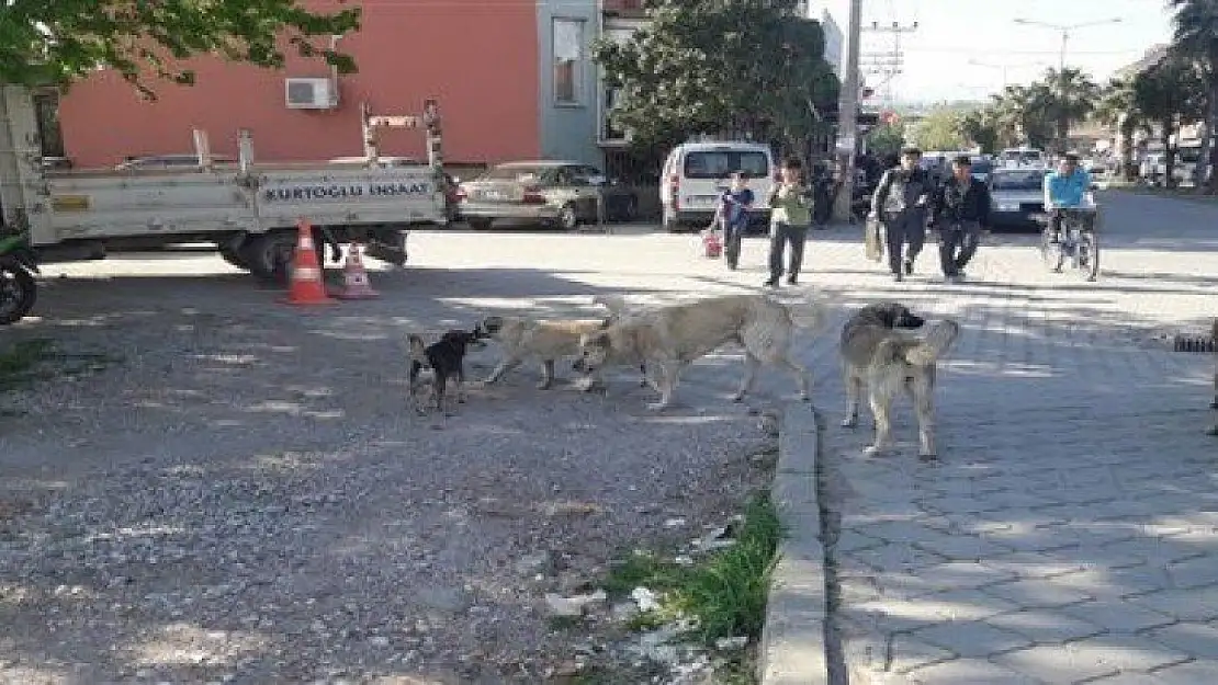 FETHİYE'NİN SOKAK KÖPEKLERİNİ AVRUPA KAPIŞIYOR