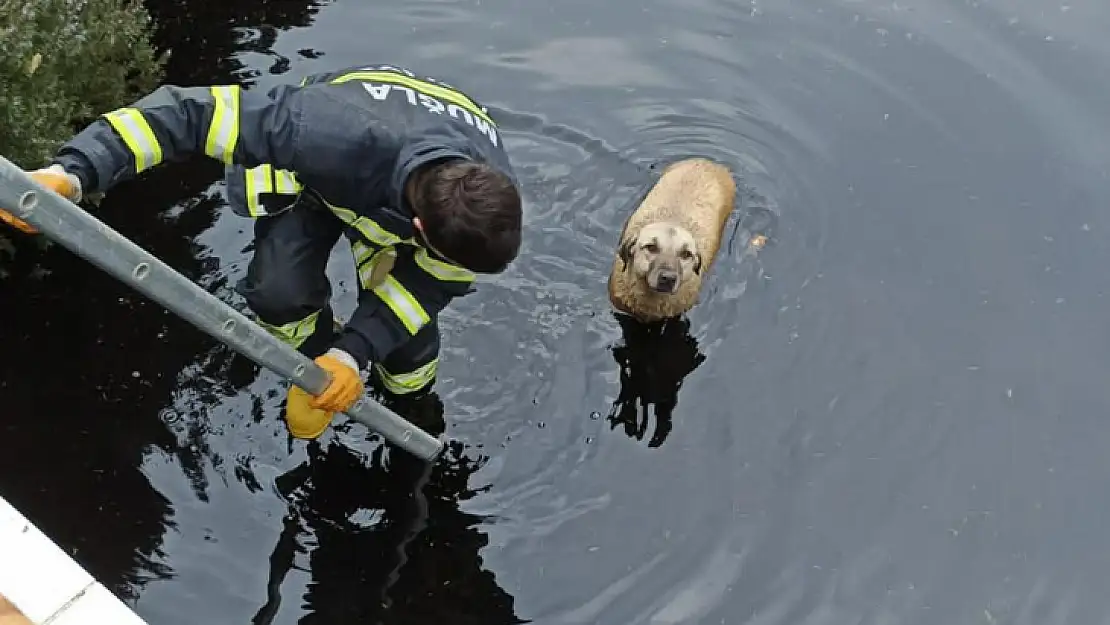 Havuza Düşen Köpek Kurtarıldı