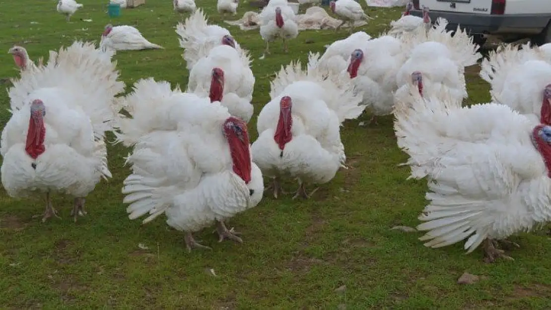 Hindinin kilosu 35 TL