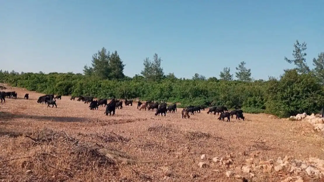 Hırsızlar çobanın keçileri ile birlikte hayallerini de çaldılar