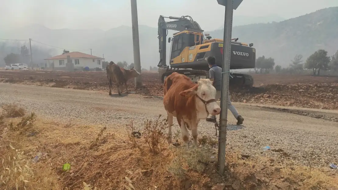 Kara, 'Orman içinde hayatını kaybetmiş çok hayvan var'