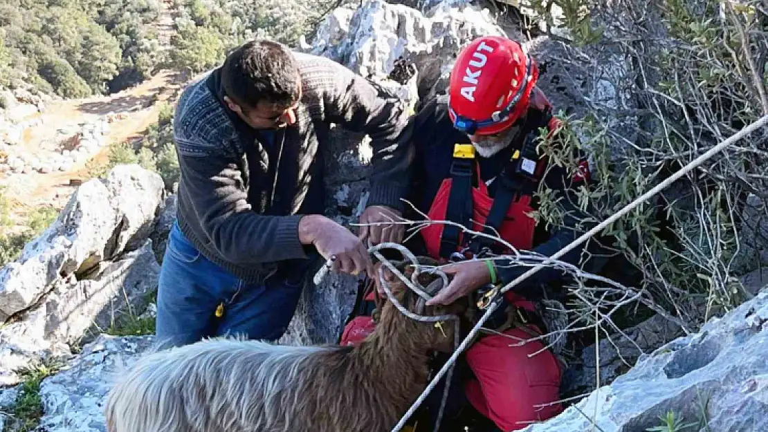 KAYALIKLARDA MAHSUR KALAN KEÇİLERİ AKUT KURTARDI