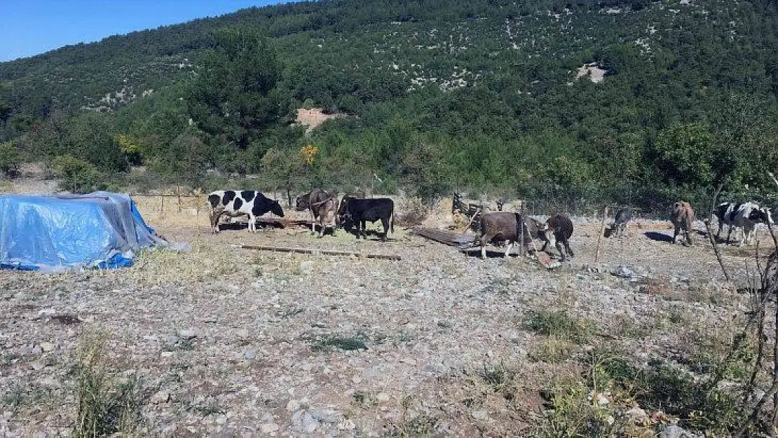 Kaynak yaparken kendilerini ve hayvanları yakıyorlardı