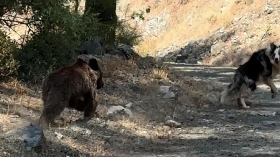 Köpeği ile gezerken yavru ayı ile karşılaştı