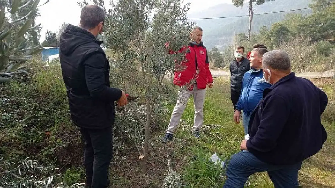 Köyceğiz'de zeytin üreticilerine uygulamalı budama eğitimi verildi