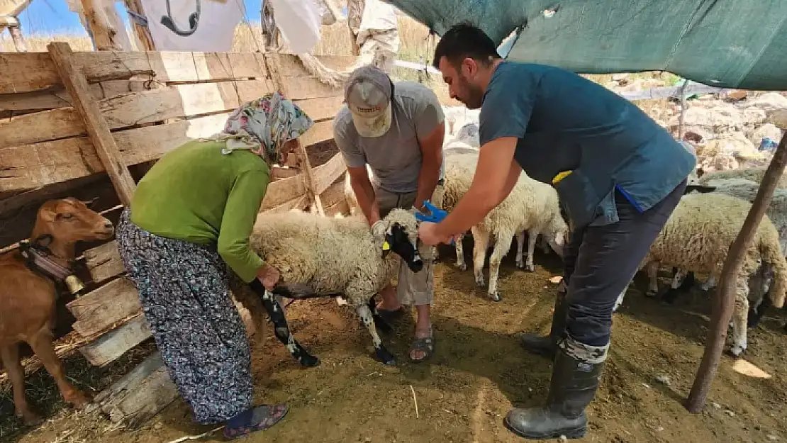 Küçükbaş Hayvanlar Aşılandı