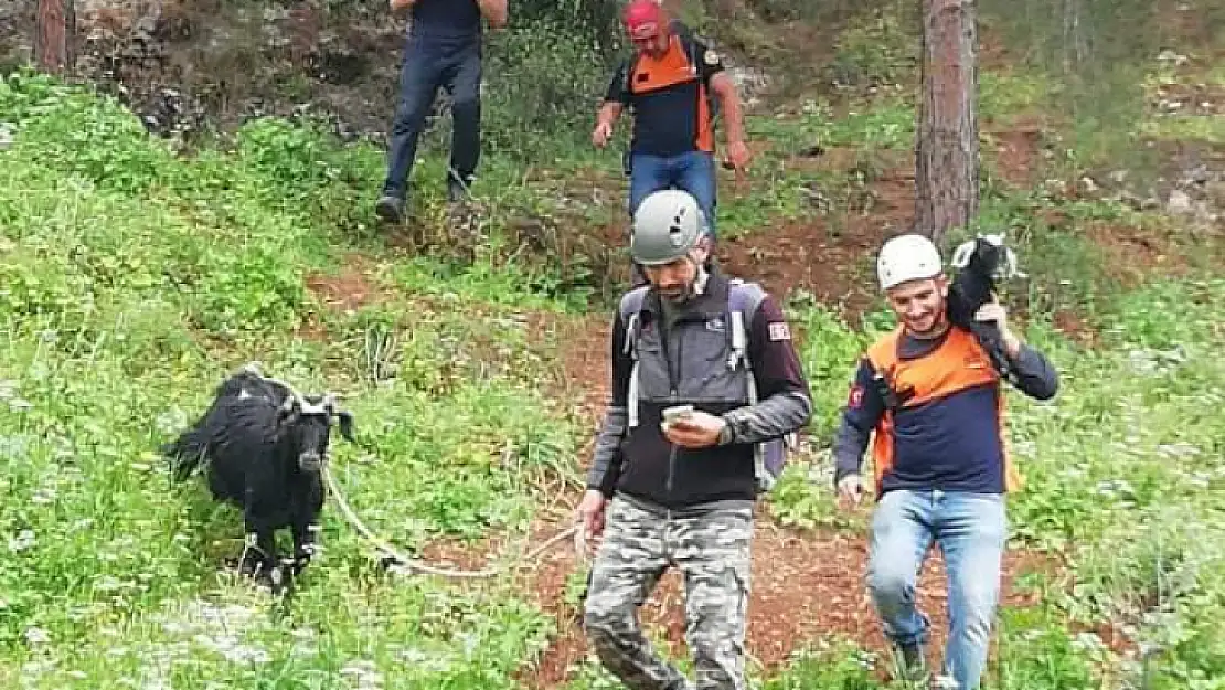 Kurtarılan keçi ve oğlaklar sahibine teslim edildi