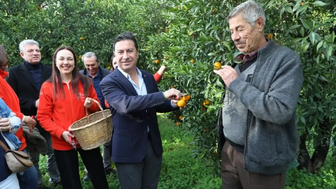 Mandalina Festivali buruk geçti