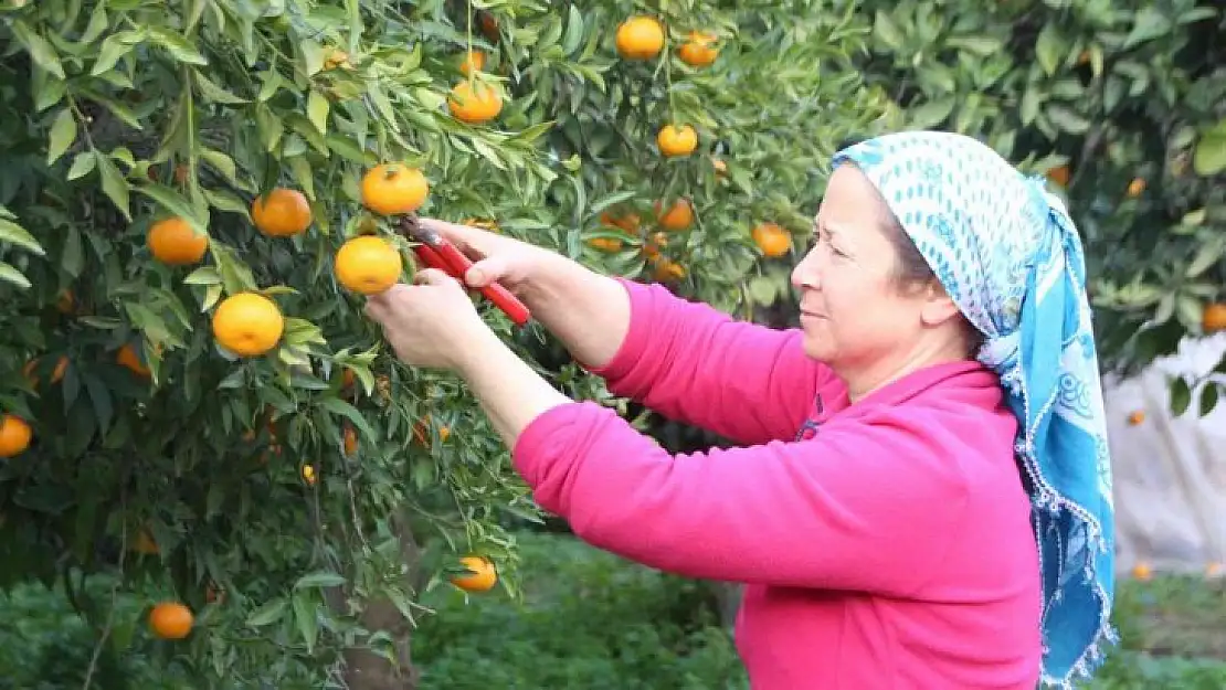 Mandalinalara dijital kimliklendirme projesi