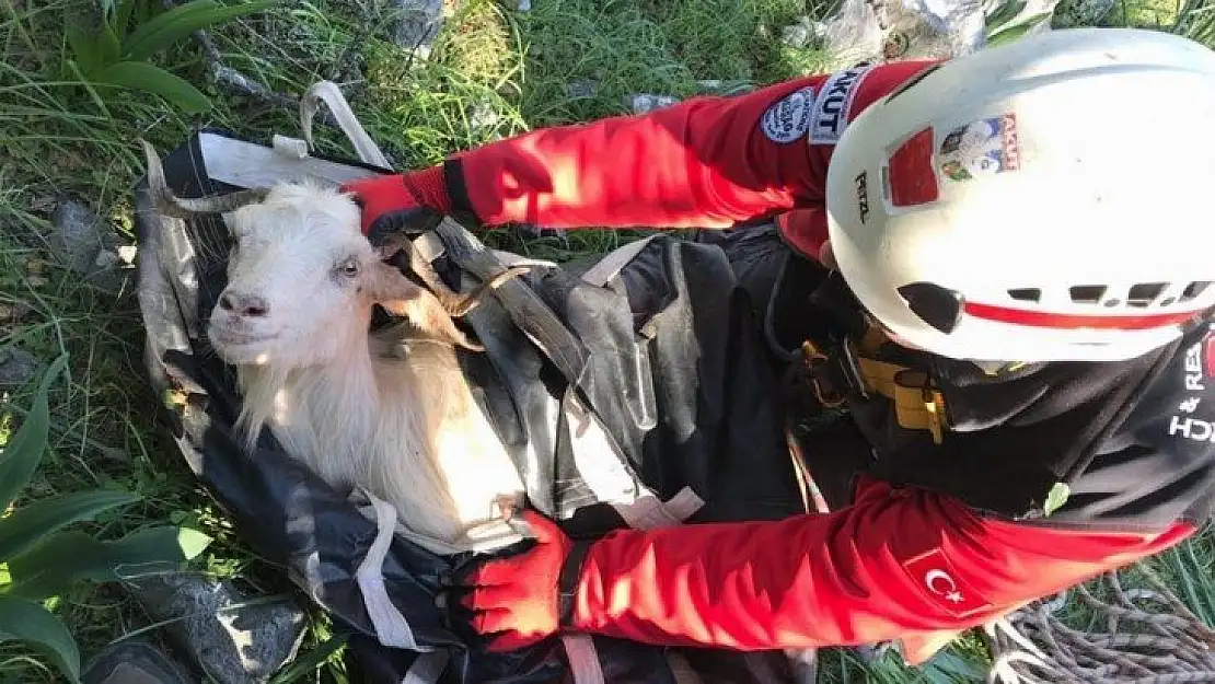 Marmaris AKUT ekibinden keçi kurtarma operasyonu