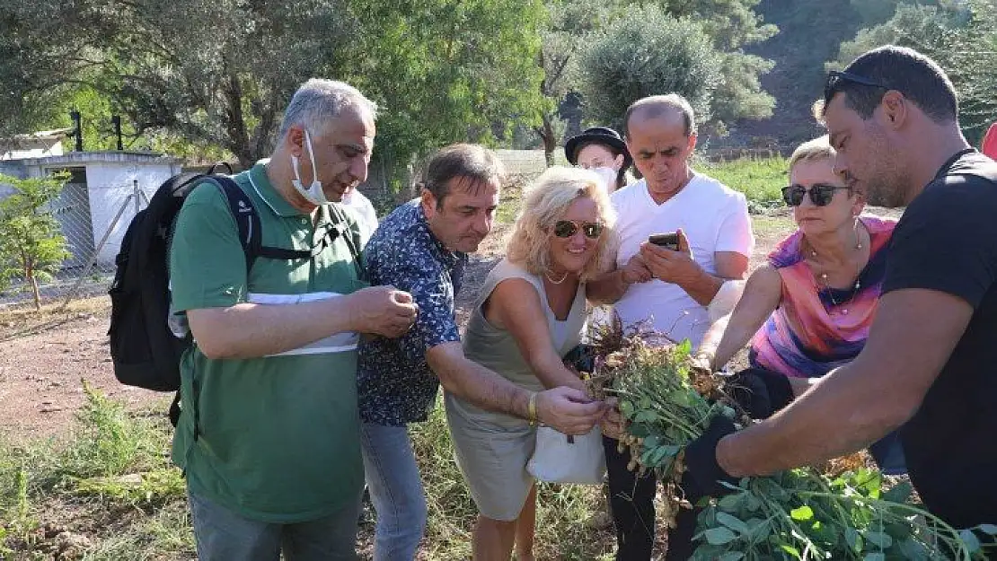 Marmaris'e gelen Alman heyet yer fıstığı topladı