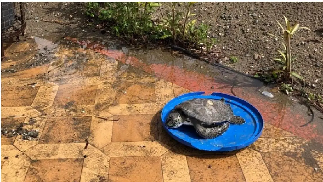 Marmaris sahilinde ölü yavru caretta bulundu