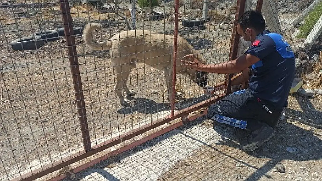 Marmaris'te yangından etkilenen hayvanlar tedavi ediliyor