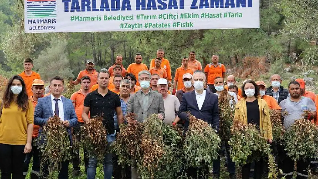 Marmaris'te yer fıstığında ikinci hasat