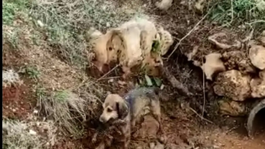 Menfez Borusunda Mahsur Kalan Köpek Kurtarıldı