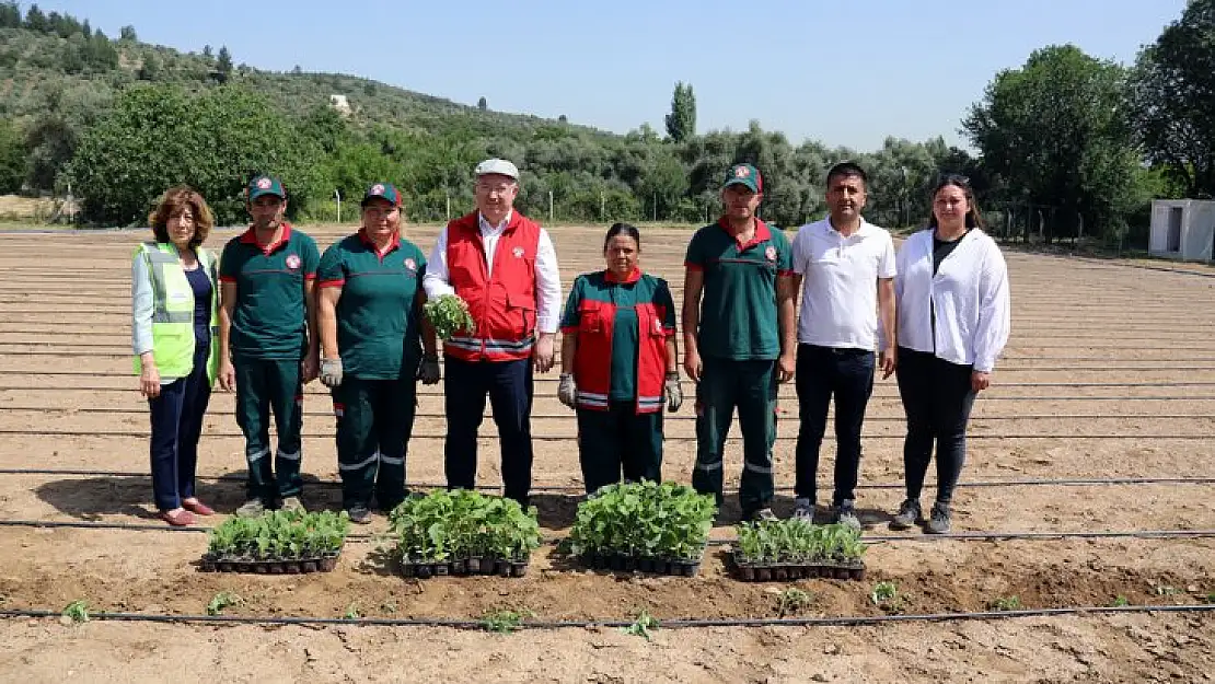 MENTEŞE'DE 25 BİN FİDAN TOPRAKLA BULUŞTU