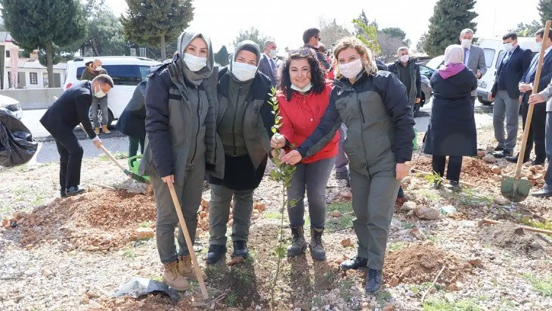 'Mercan Ormanı'