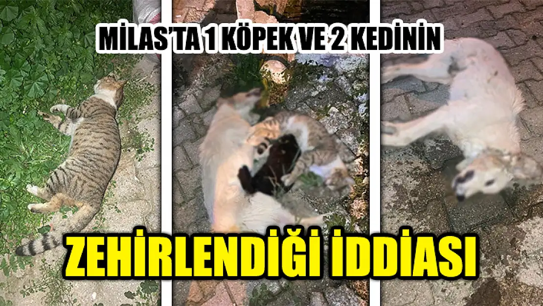 Milas'ta 1 Köpek Ve 2 Kedinin Zehirlendiği İddiası